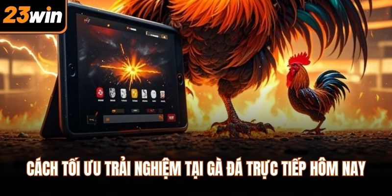 Cách tối ưu trải nghiệm tại gà đá trực tiếp hôm nay