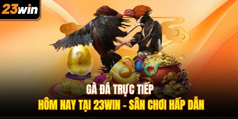 Gà đá trực tiếp hôm nay