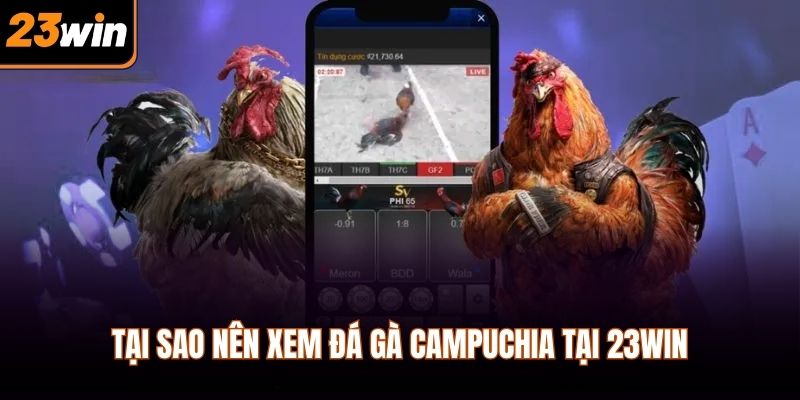 Tại sao nên xem đá gà campuchia tại 23WIN