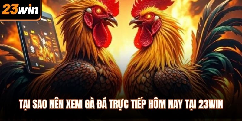 Tại sao nên xem gà đá trực tiếp hôm nay tại 23WIN