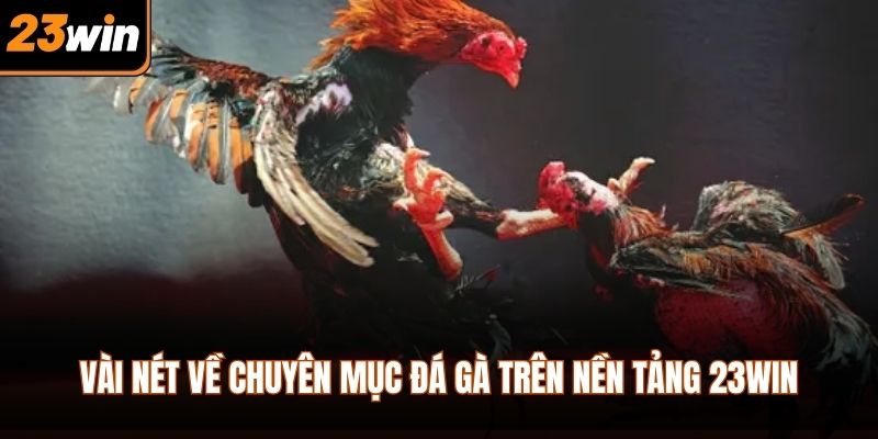 Vài nét về chuyên mục đá gà trên nền tảng 23WIN